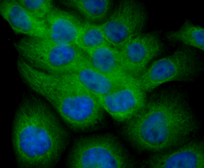 Fibulin 5 Antibody