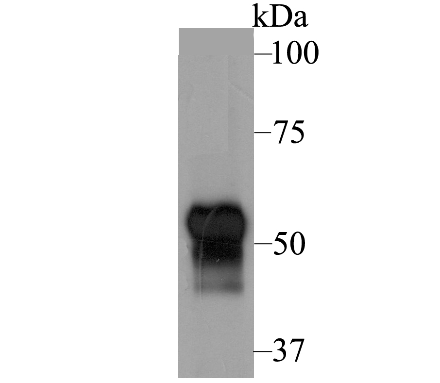 Fibulin 5 Antibody