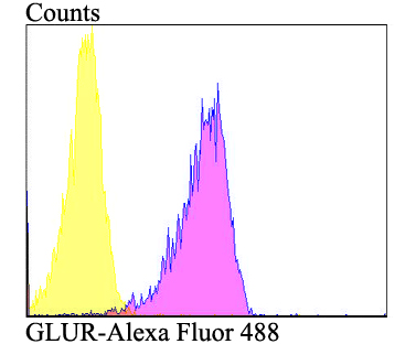 GLUR Antibody