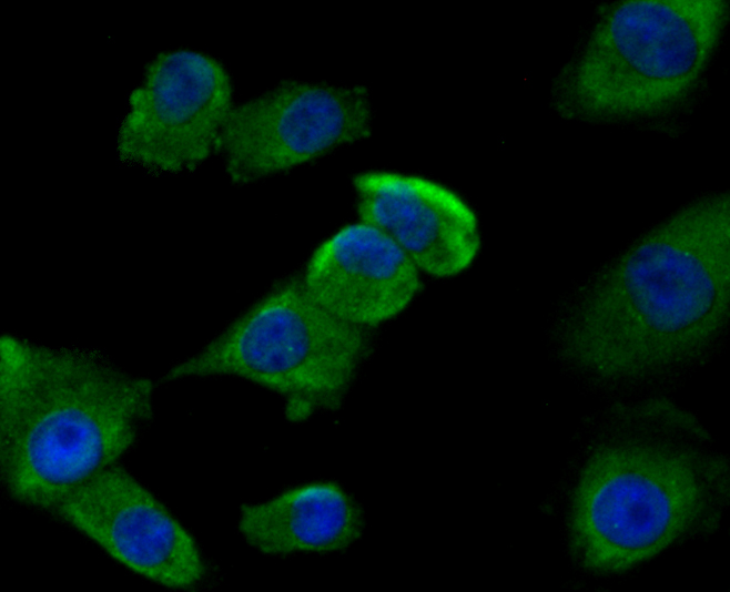 GLUR Antibody