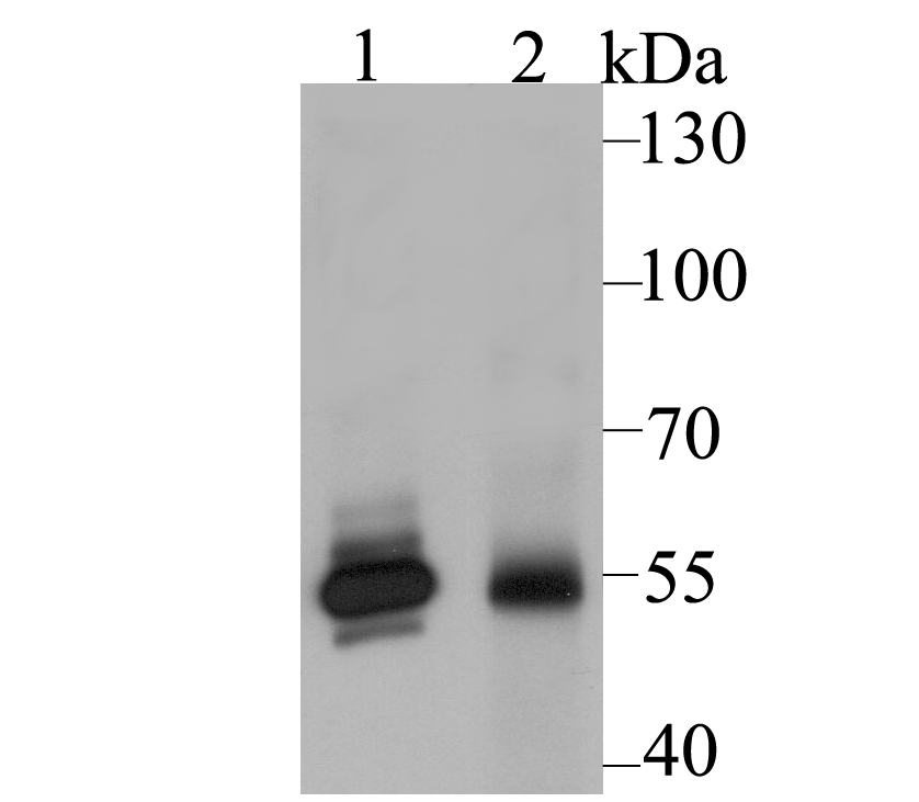 GLUR Antibody