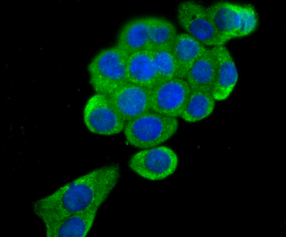 ERGI3 Antibody