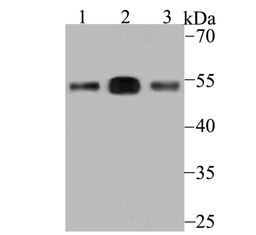 ERGI3 Antibody