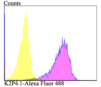 K2P4.1 Antibody