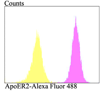 ApoER2 Antibody