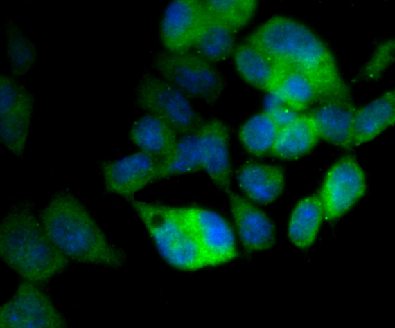 ApoER2 Antibody