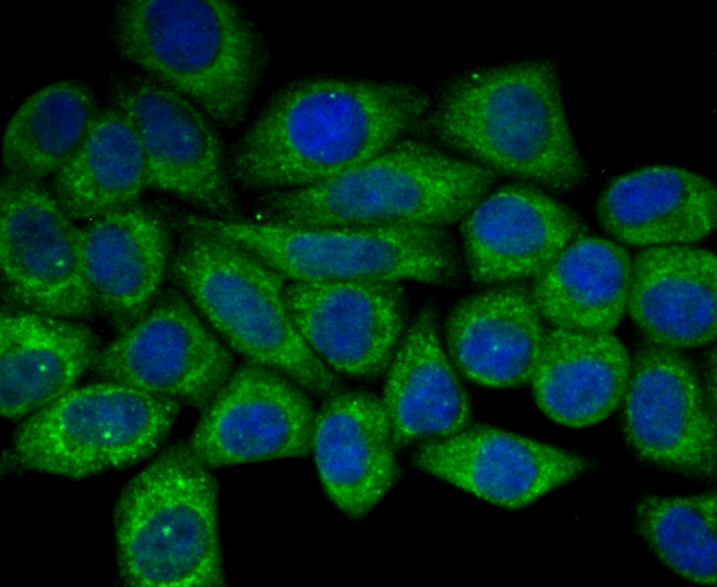 ApoER2 Antibody