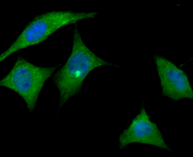 ApoER2 Antibody