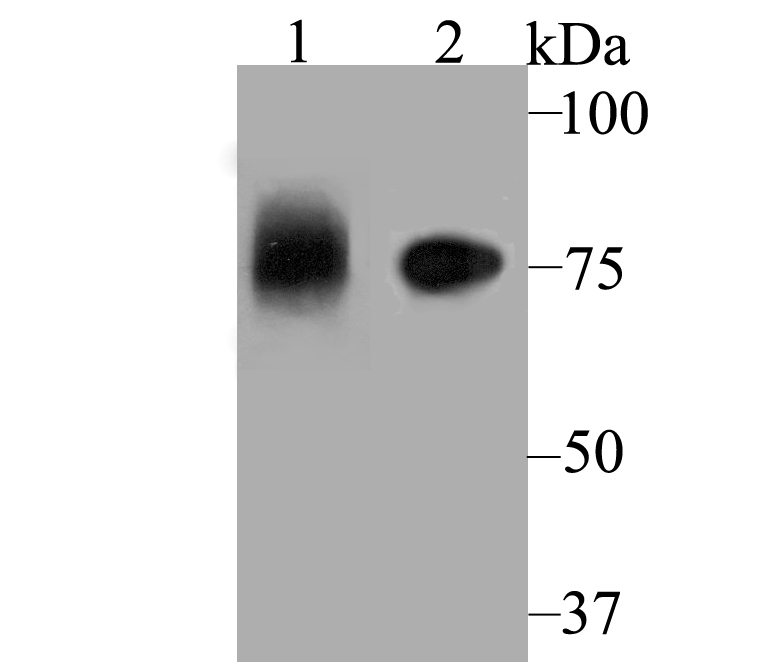 ApoER2 Antibody