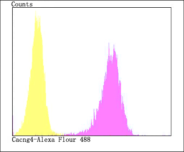 Cacng4 Antibody