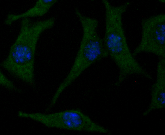 Cacng4 Antibody