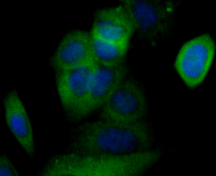 Cacng4 Antibody