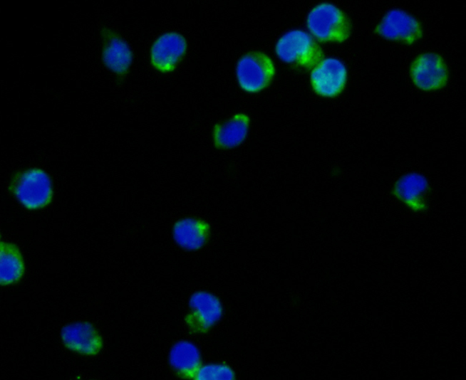 CD42b Antibody