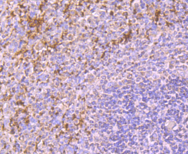 CD42b Antibody