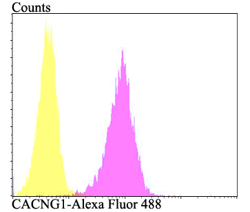 CACNG1 Antibody