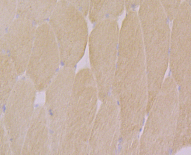 CACNG1 Antibody