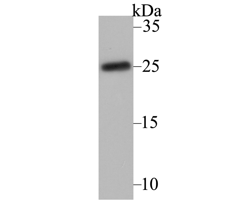 CACNG1 Antibody