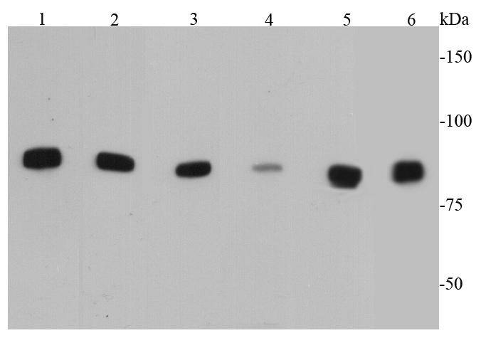 Ikk alpha Antibody