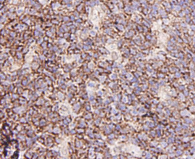 GRB2 Antibody