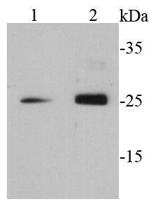 GRB2 Antibody