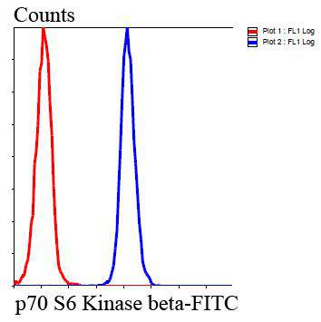 p70 S6 Kinase beta Antibody