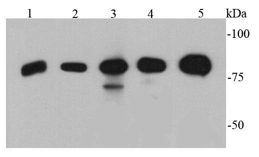 p70 S6 Kinase beta Antibody