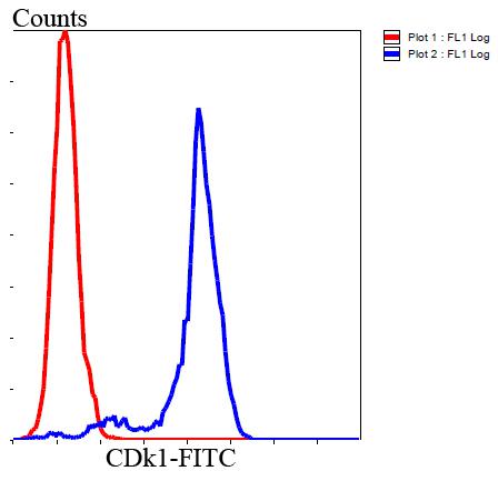 CDk1 Antibody