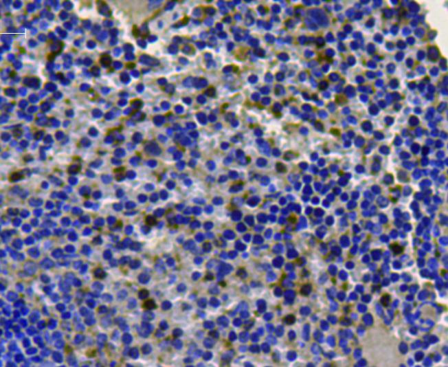 CDk1 Antibody