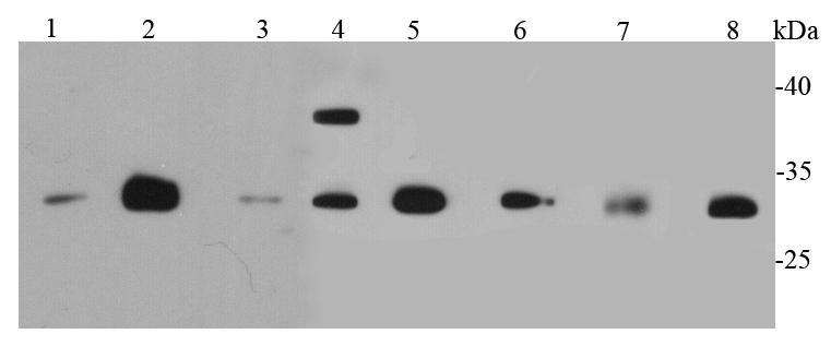 CDk1 Antibody