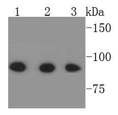 Stat-1 alpha/beta Antibody