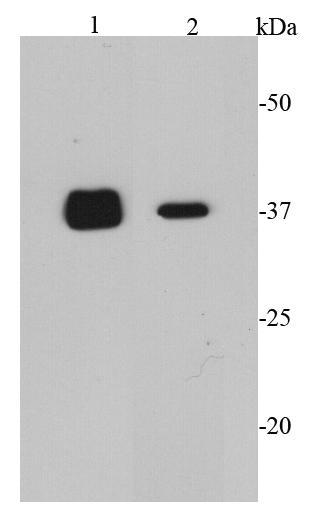 CDK6 Antibody