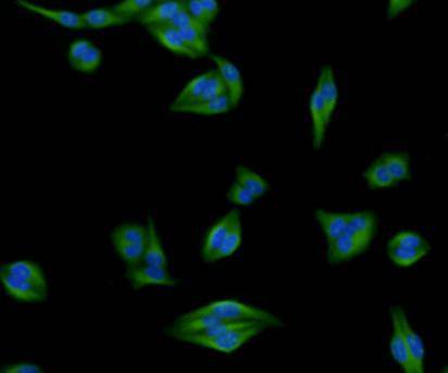 Desmin Antibody