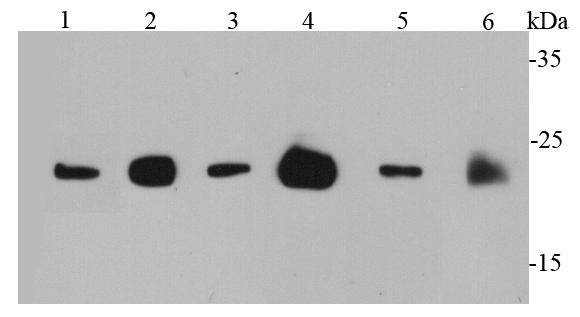 Ras Antibody