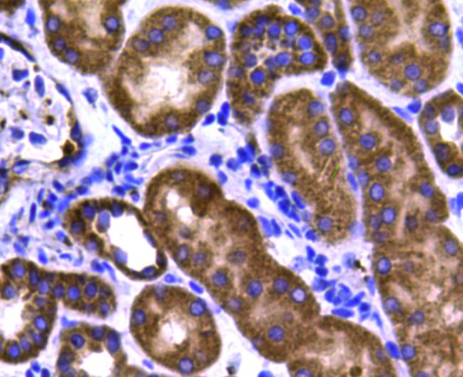 STAT6 Antibody