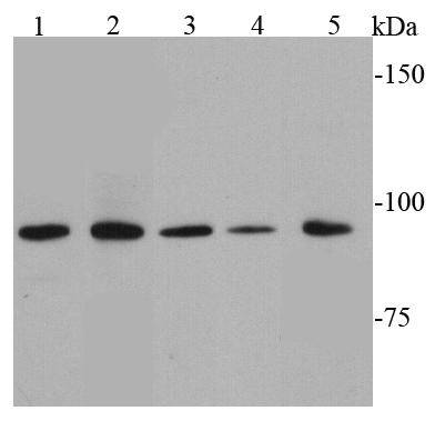 STAT6 Antibody