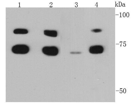 GRP78 Antibody