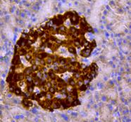 Chromogranin A Antibody