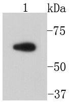 MMP2 Antibody