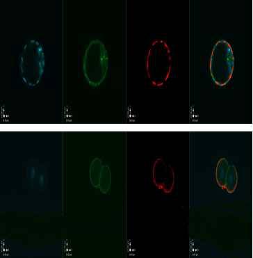 MATER Antibody