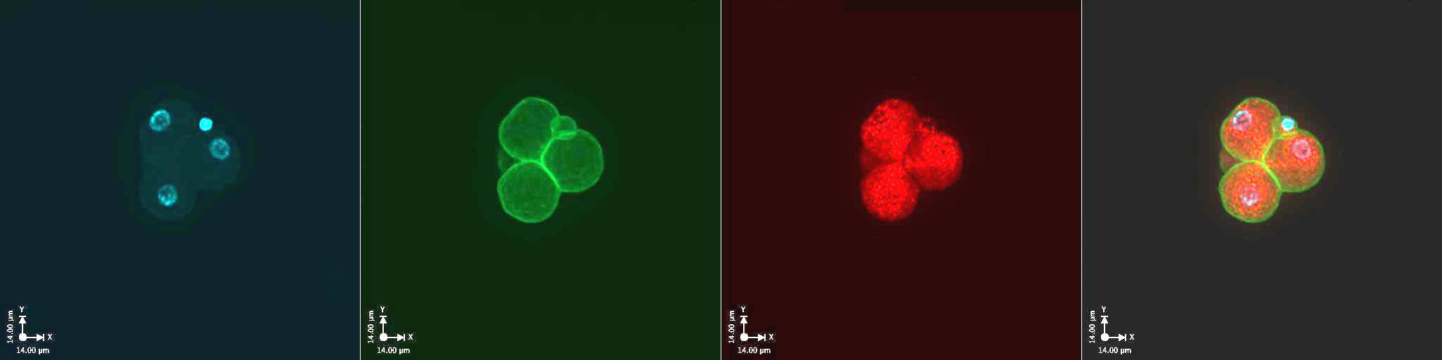 MuERVL-Gag Antibody