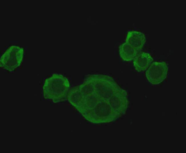 HSP70 Antibody