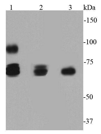 HSP70 Antibody