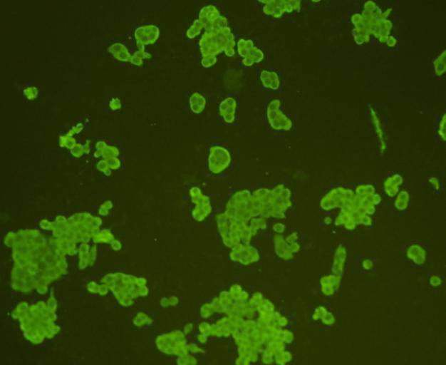 CD3 epsilon Antibody