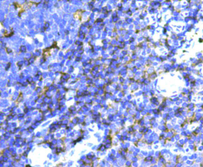 CD3 epsilon Antibody