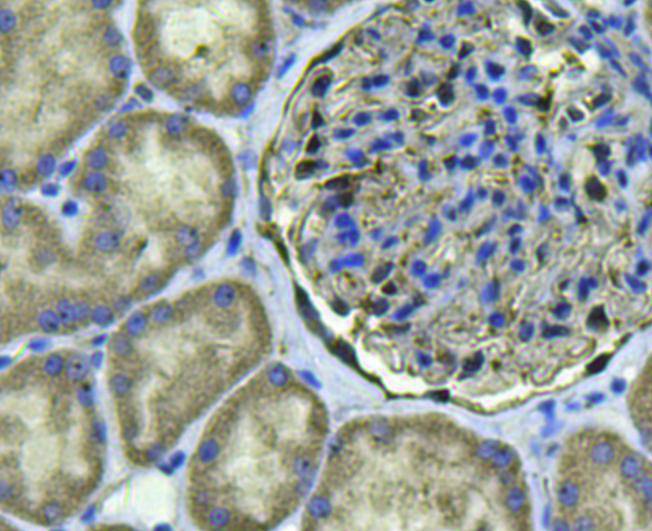 CD3 epsilon Antibody