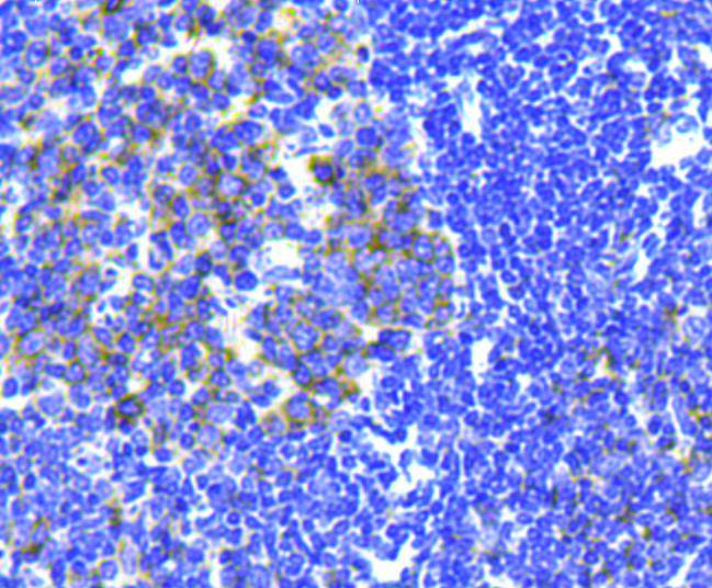 CD3 epsilon Antibody