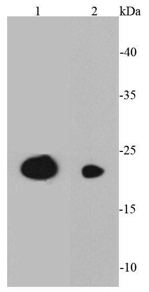 CD3 epsilon Antibody