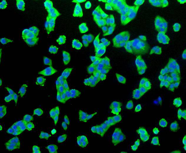 Hsp70 Rabbit mAb