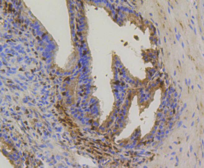 Hsp70 Rabbit mAb