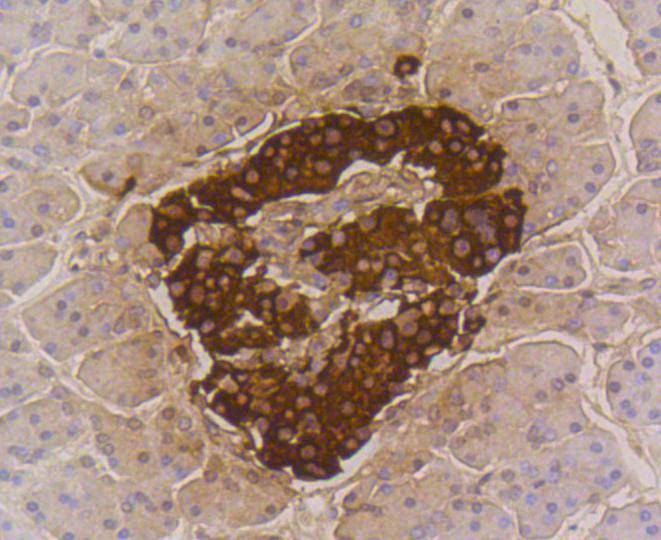 Insulin Rabbit mAb